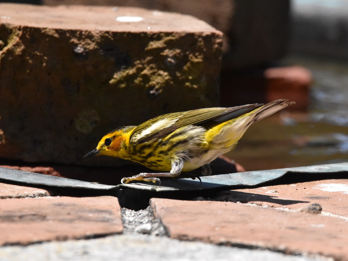 Cape May Warbler - ML618376263