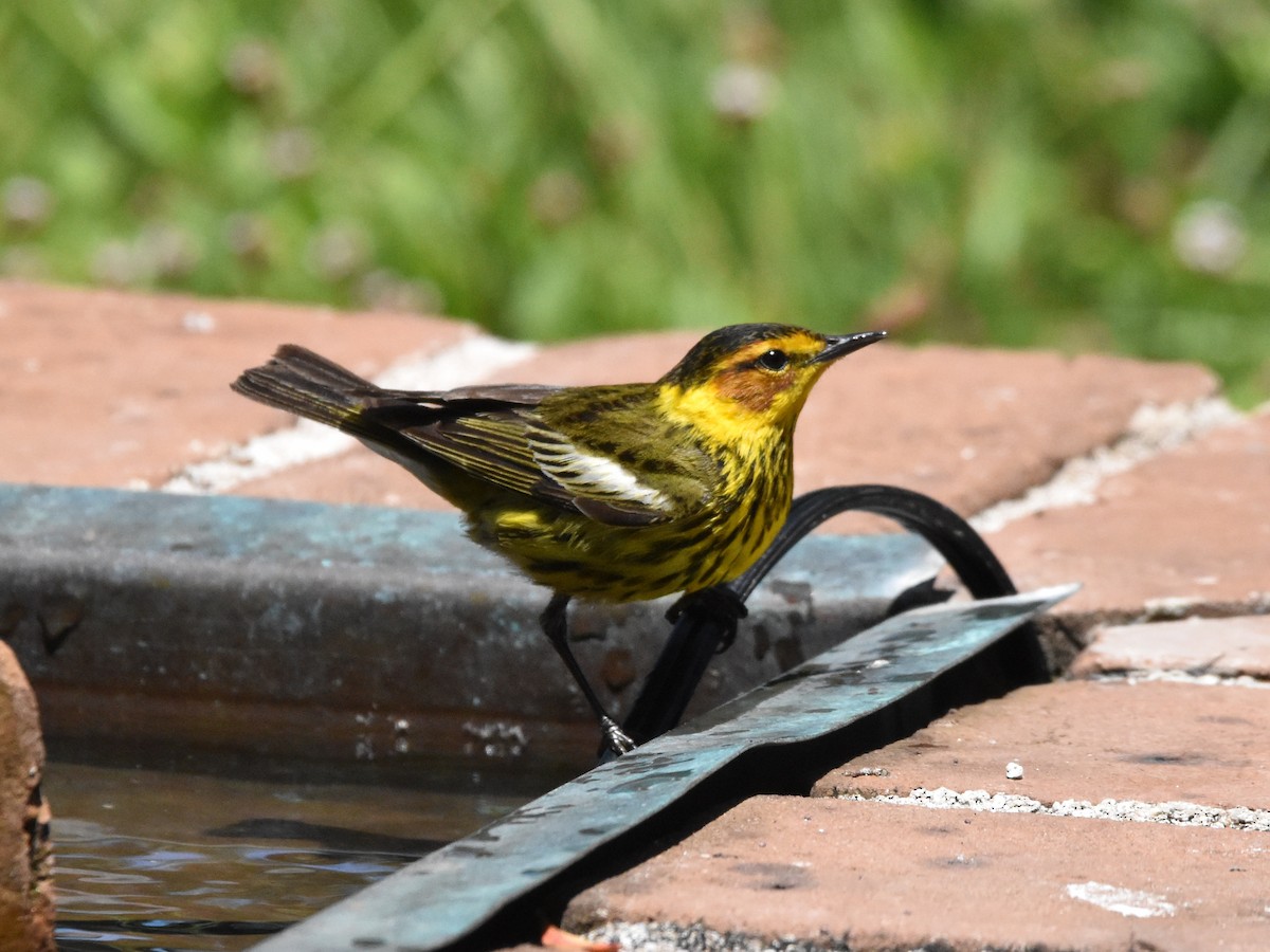 Cape May Warbler - ML618376266