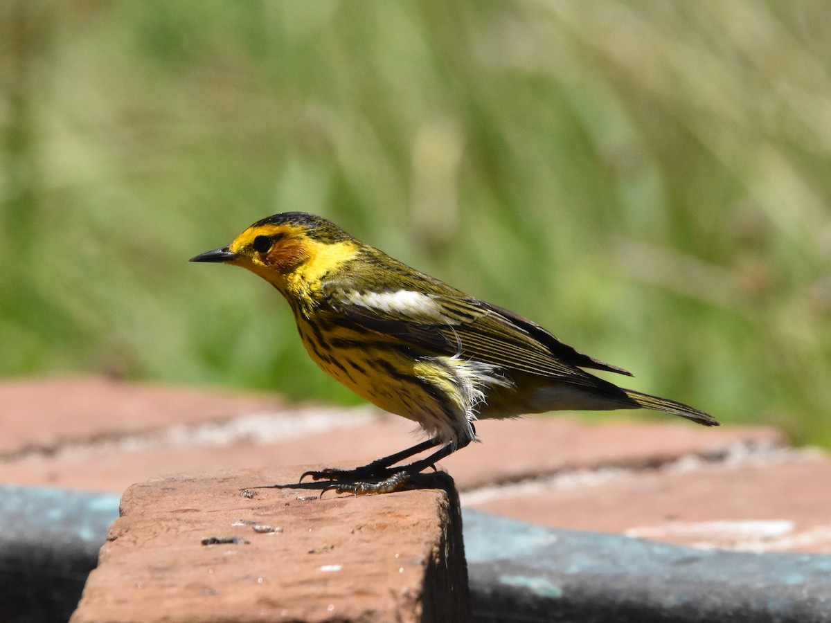 Cape May Warbler - ML618376267