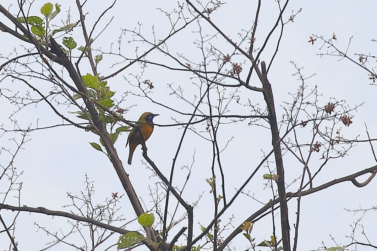 Orange-bellied Leafbird - ML618376276