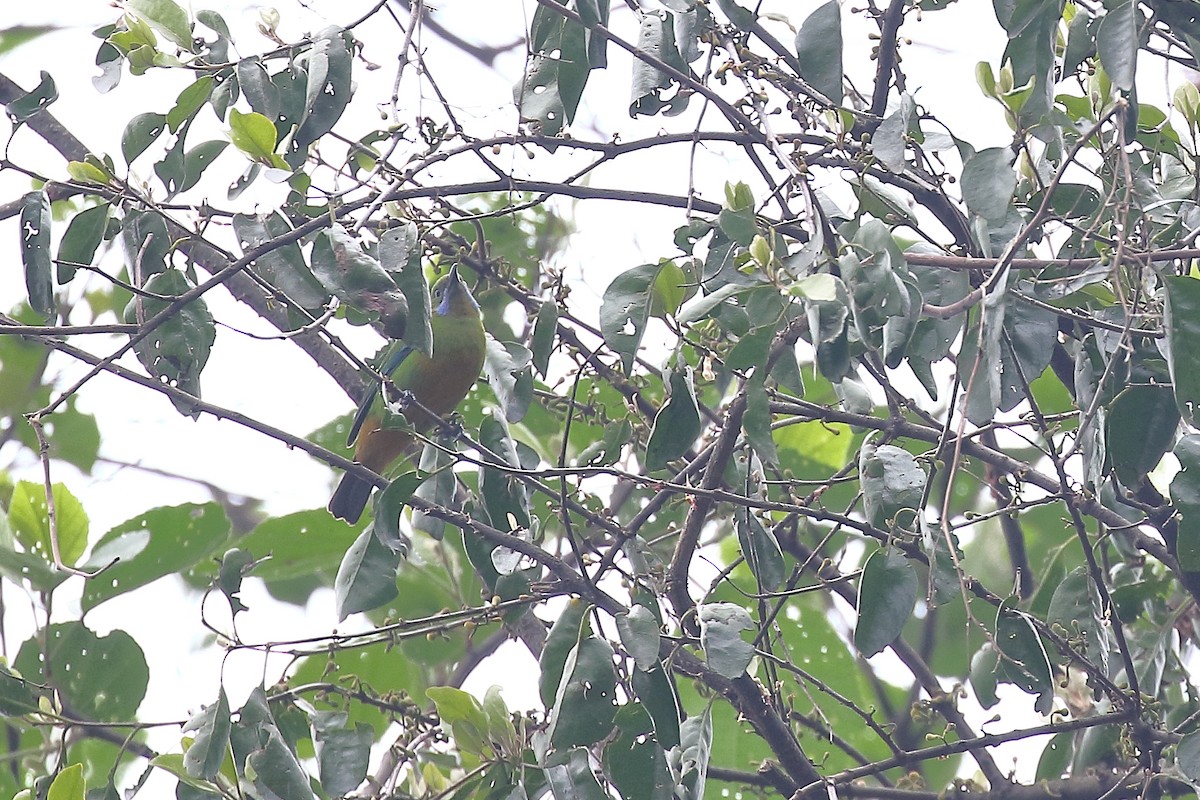 Orange-bellied Leafbird - ML618376277