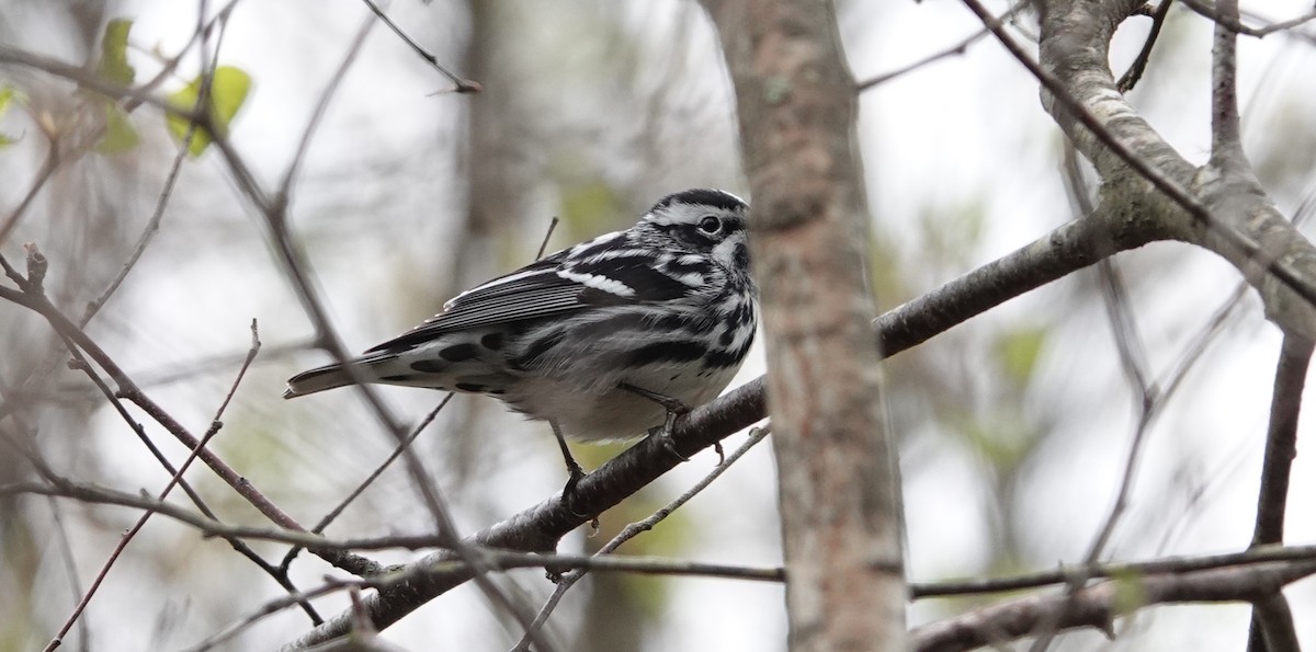 Black-and-white Warbler - ML618376289