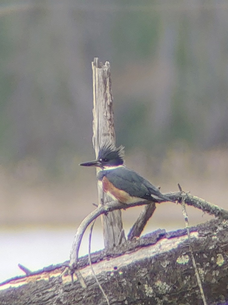 Belted Kingfisher - ML618376310