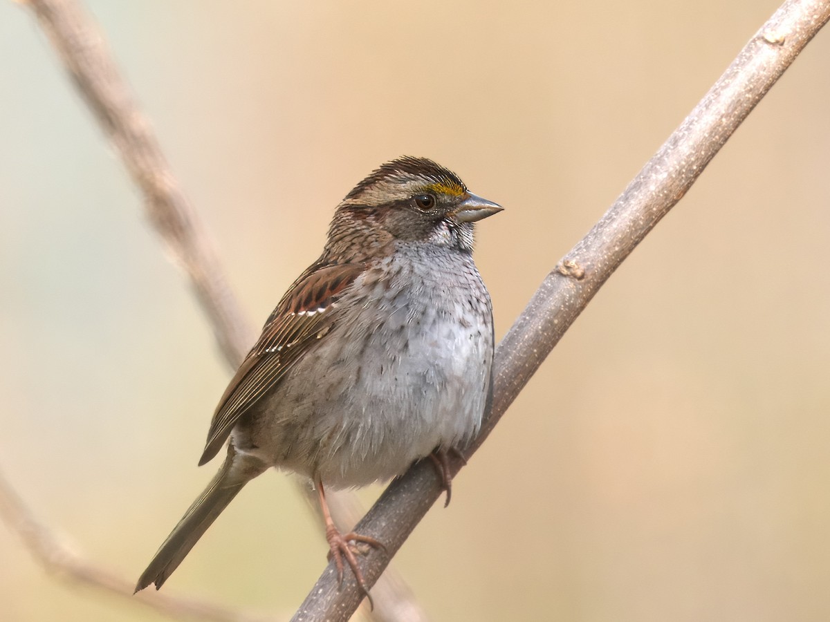 White-throated Sparrow - ML618376325