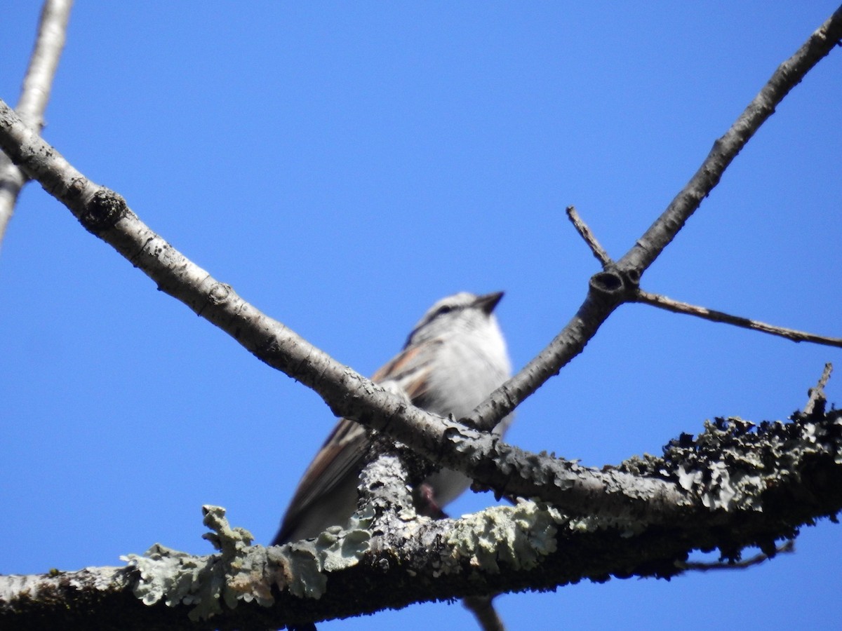 Chipping Sparrow - ML618376328
