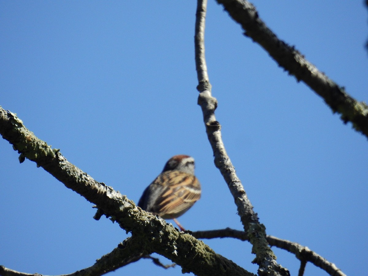 Chipping Sparrow - ML618376329