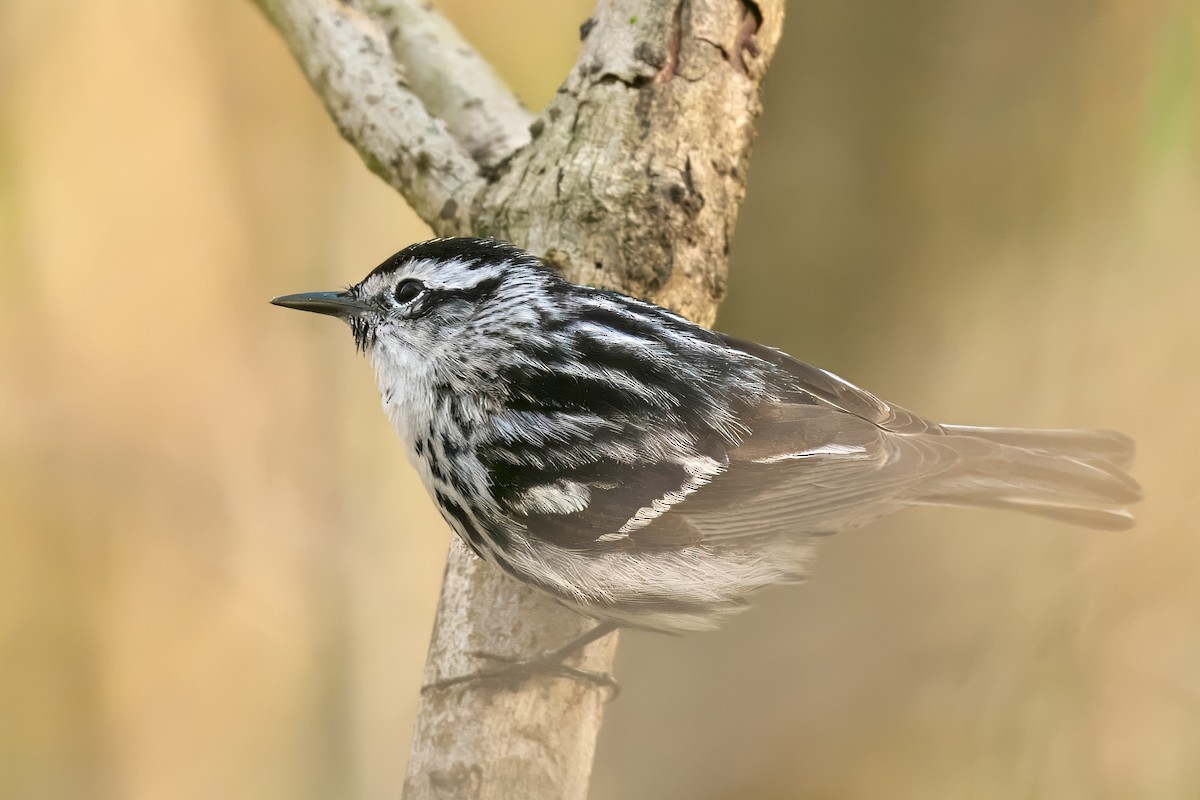 Black-and-white Warbler - ML618376338