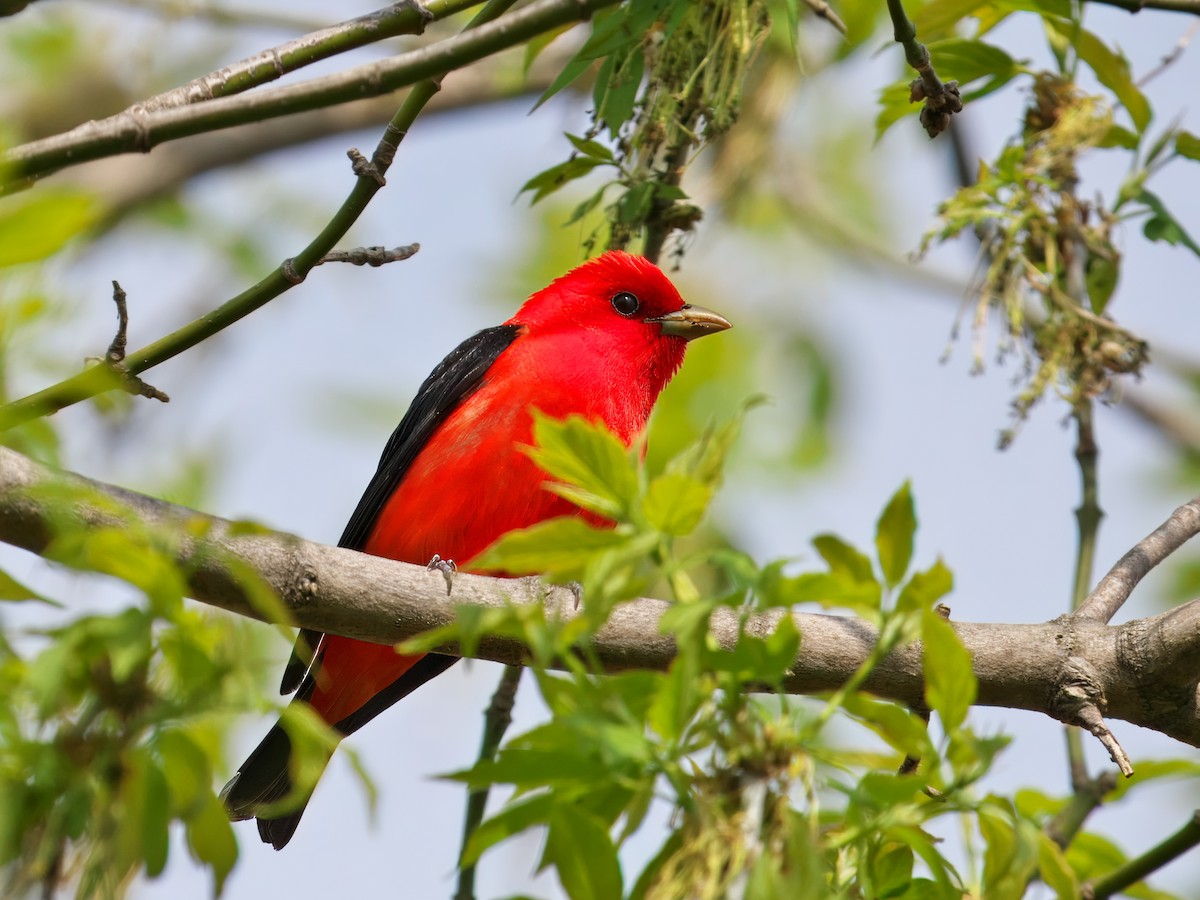 Scarlet Tanager - ML618376383