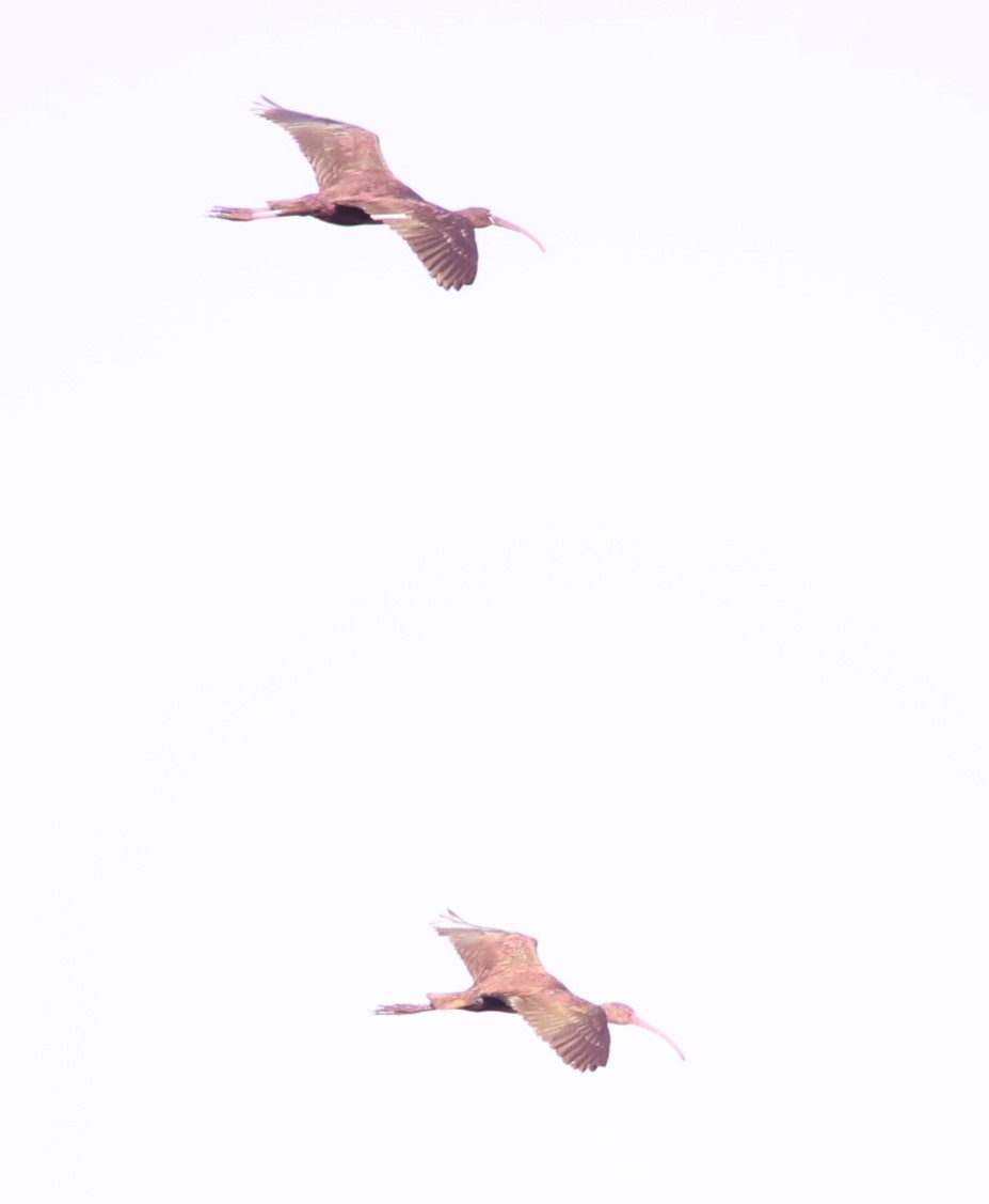 ibis hnědý/americký - ML618376404