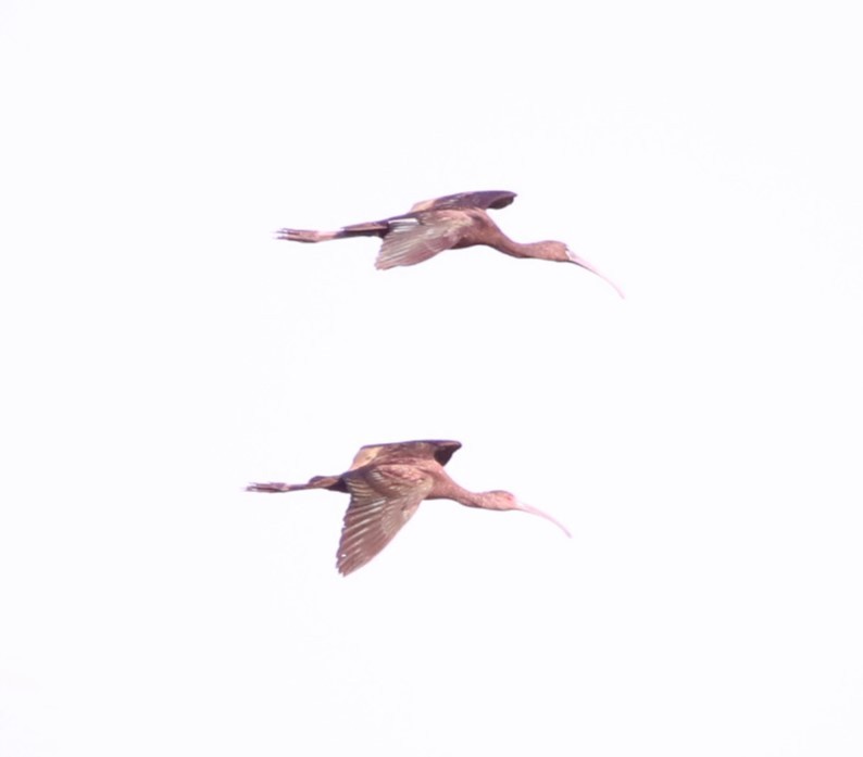 ibis hnědý/americký - ML618376415