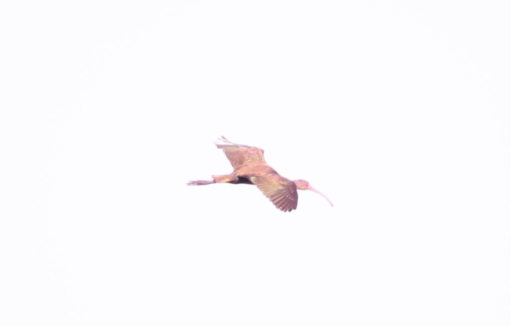 ibis hnědý/americký - ML618376416