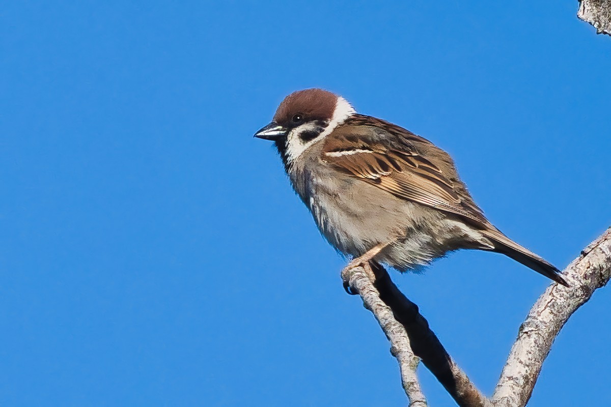 Eurasian Tree Sparrow - ML618376422