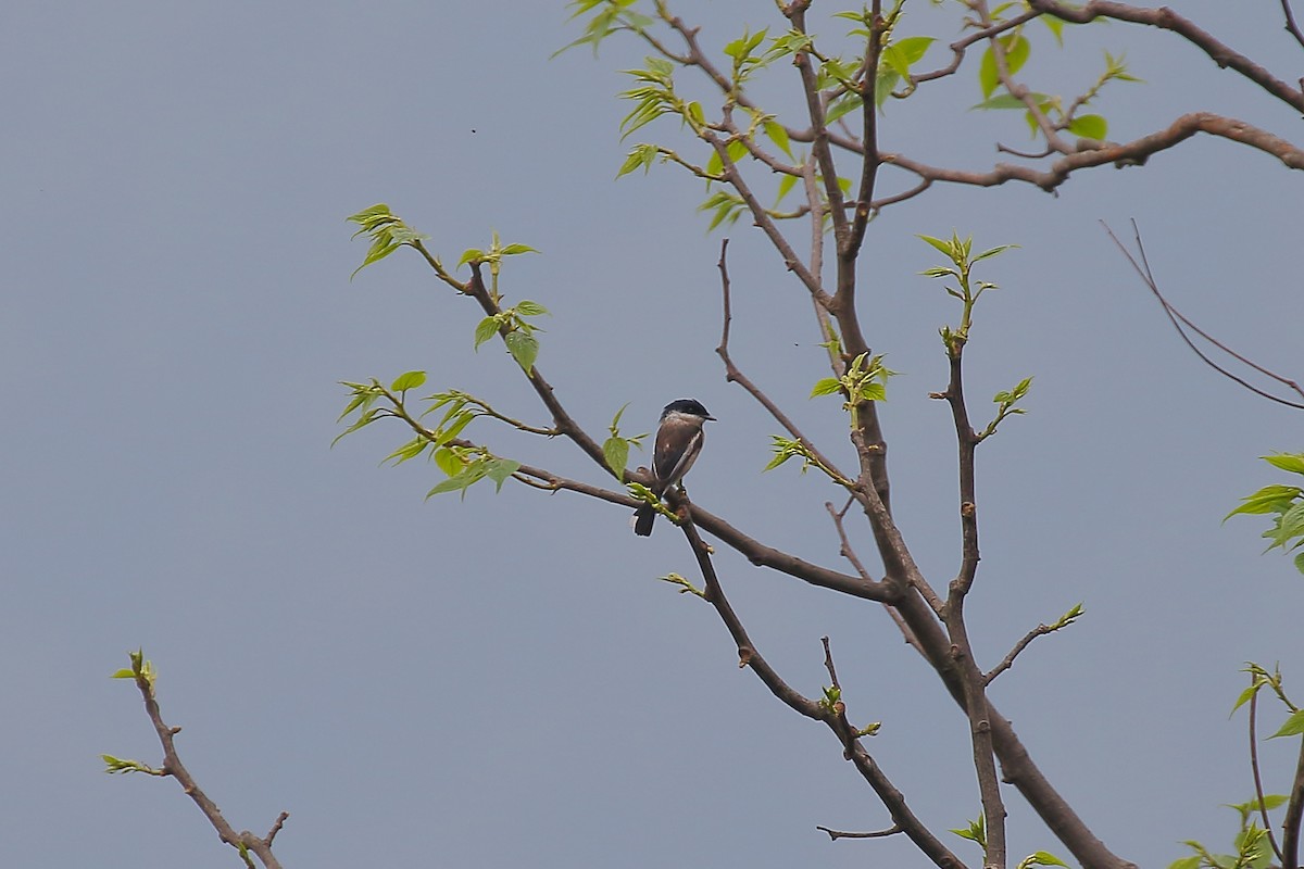 Bar-winged Flycatcher-shrike - Tushar Tripathi