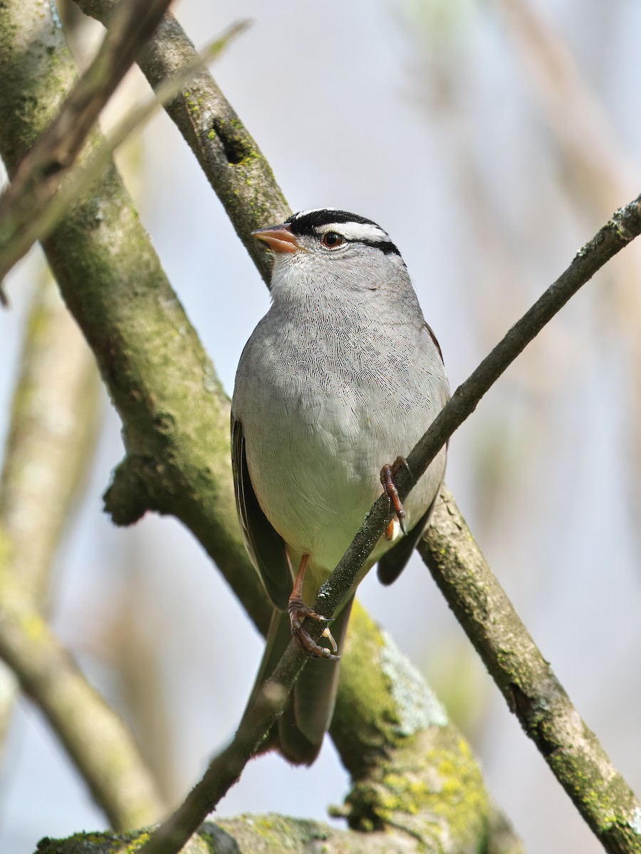 White-crowned Sparrow - ML618376459