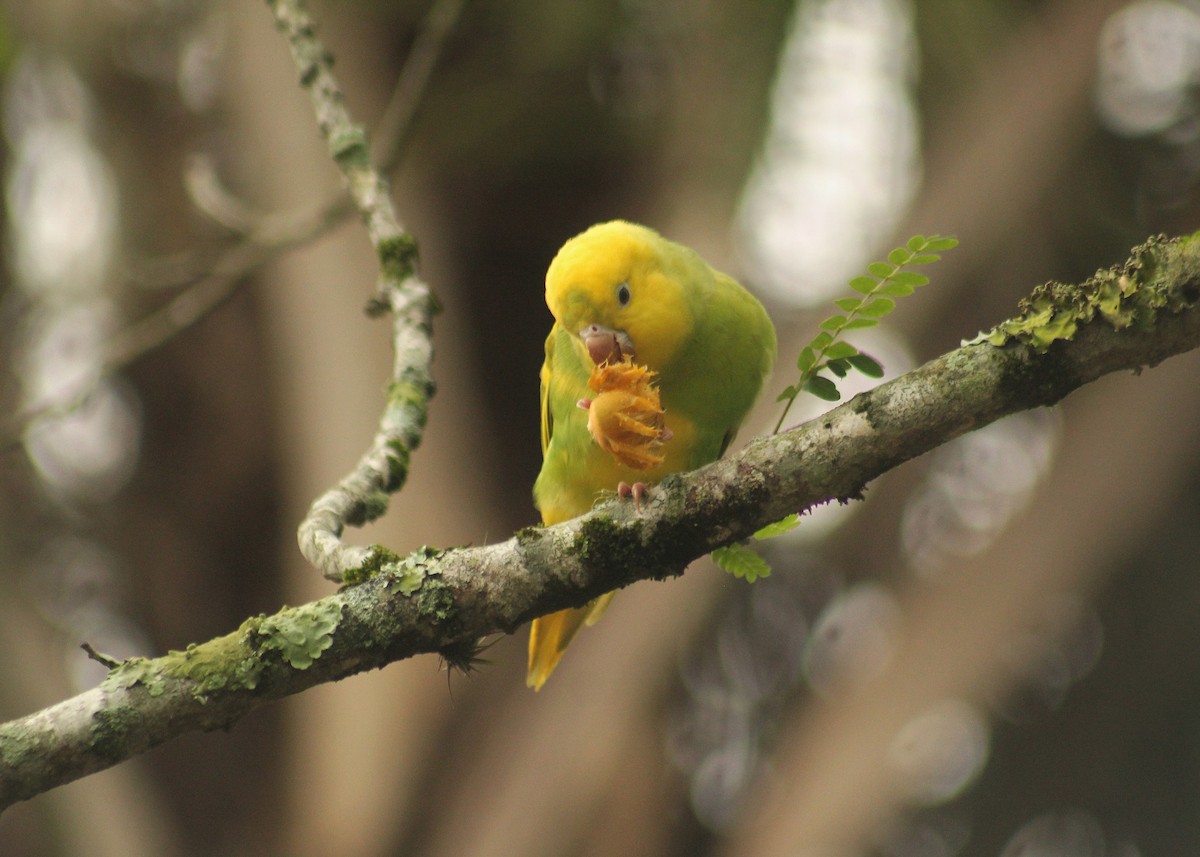 Yellow-chevroned Parakeet - ML618376496