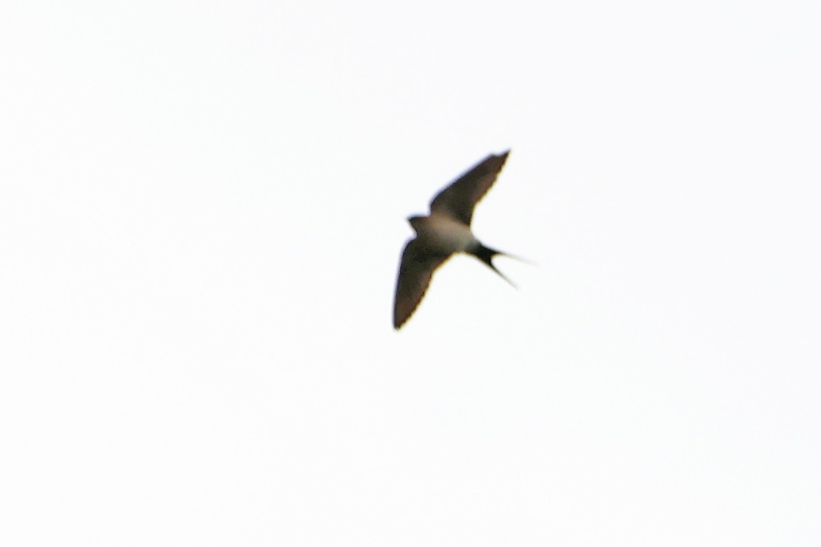 Red-rumped Swallow - ML618376522