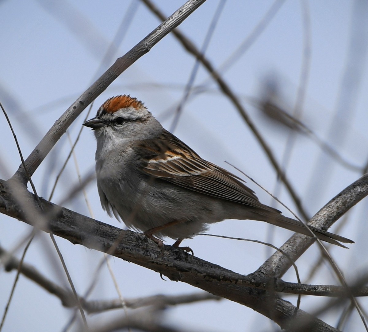 Chipping Sparrow - ML618376554