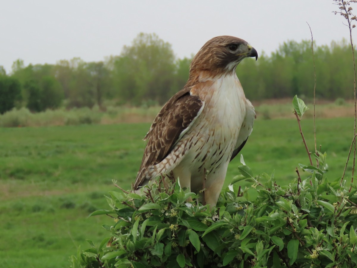 Red-tailed Hawk - ML618376593