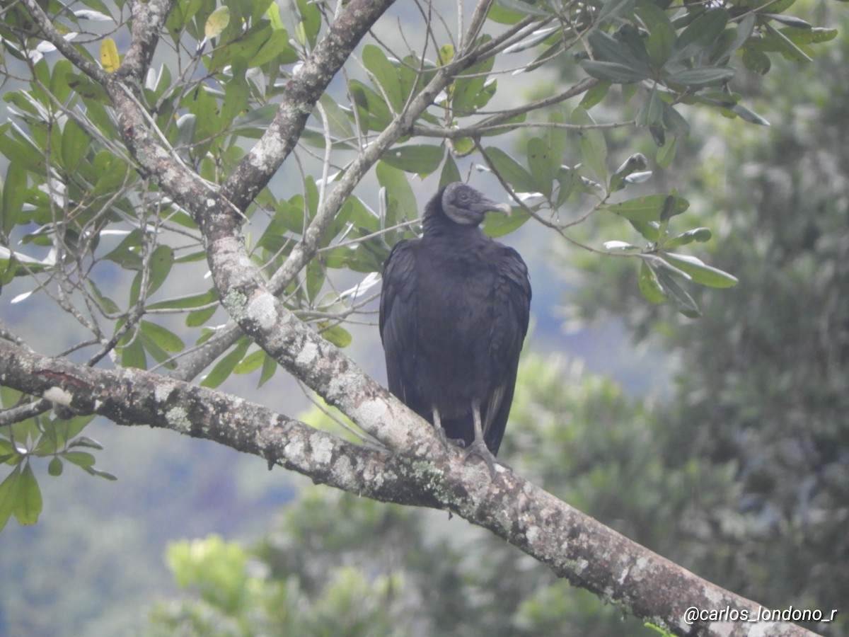 Black Vulture - Carlos Londoño