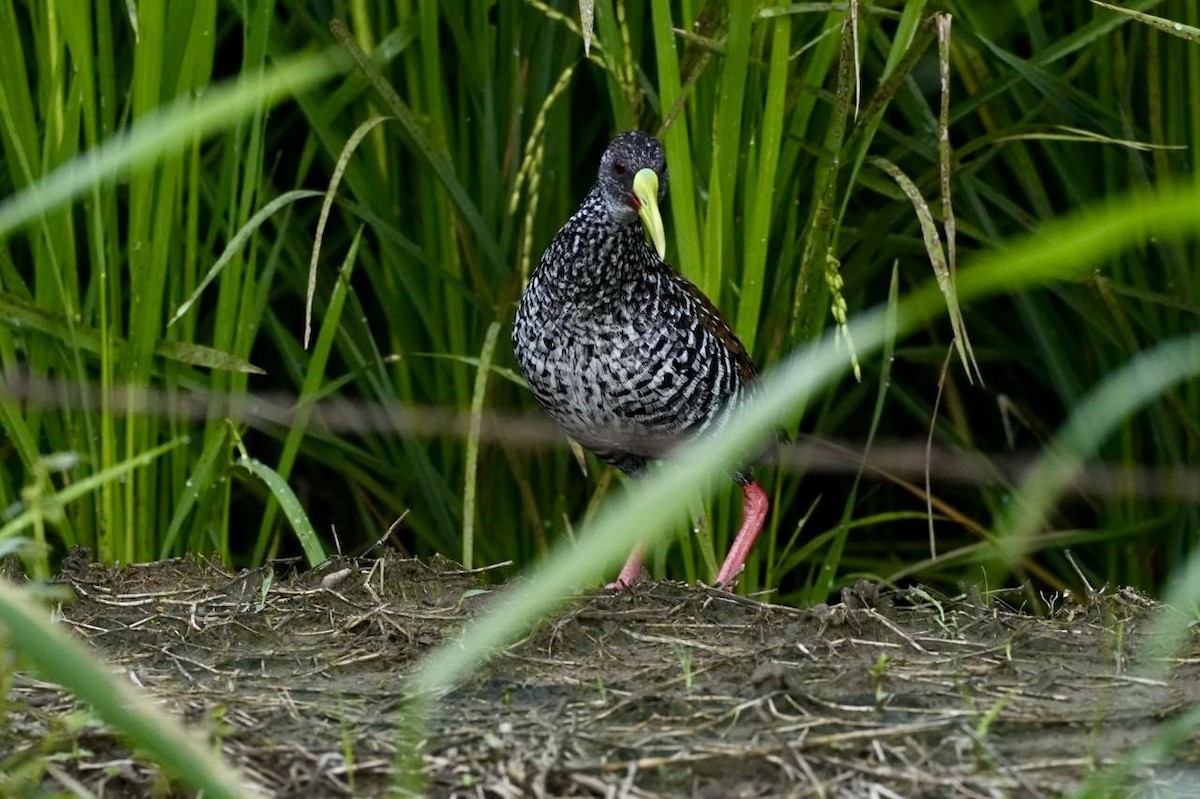 Spotted Rail - ML618376615