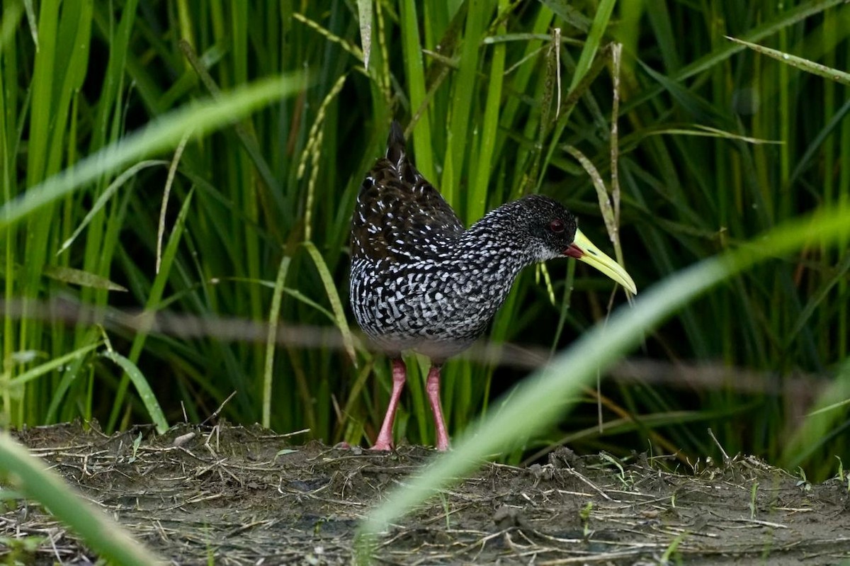Spotted Rail - ML618376616