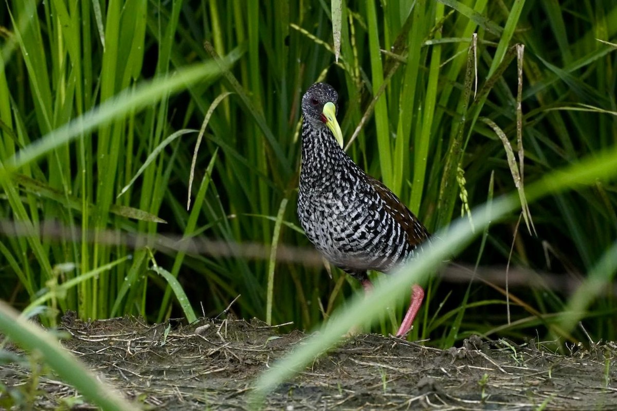 Spotted Rail - ML618376617