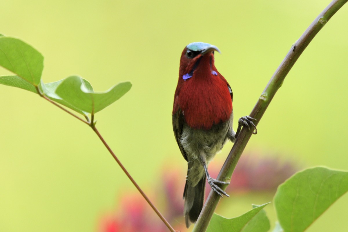 Crimson Sunbird - Punit Mehta