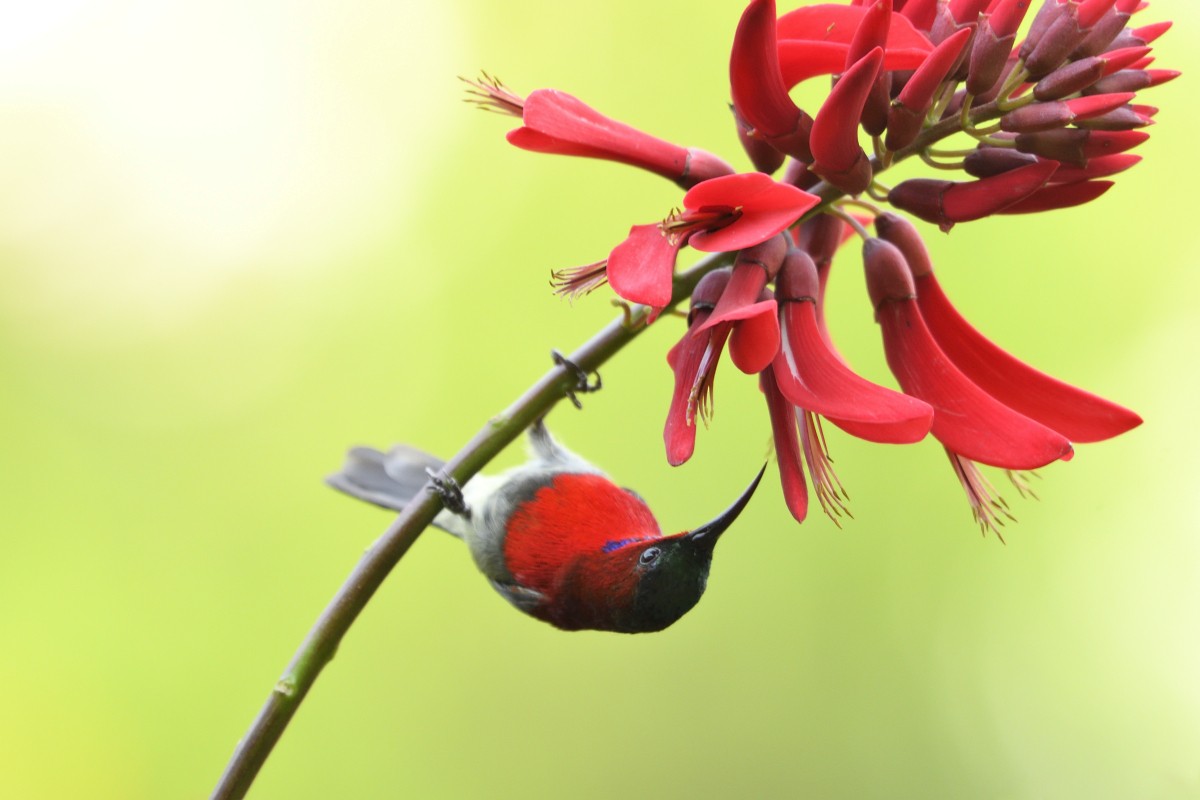 Crimson Sunbird - Punit Mehta