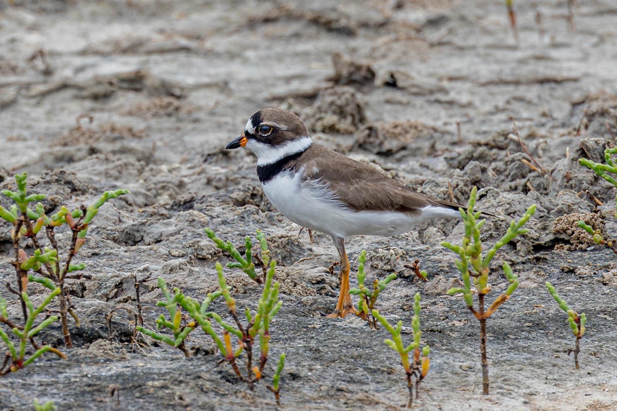 Semipalmated Plover - ML618376660