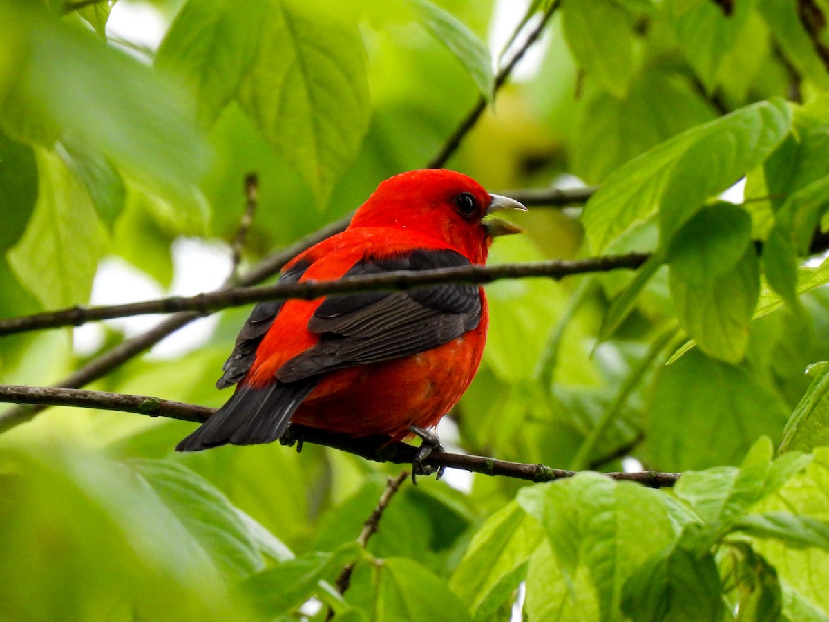 Scarlet Tanager - ML618376692