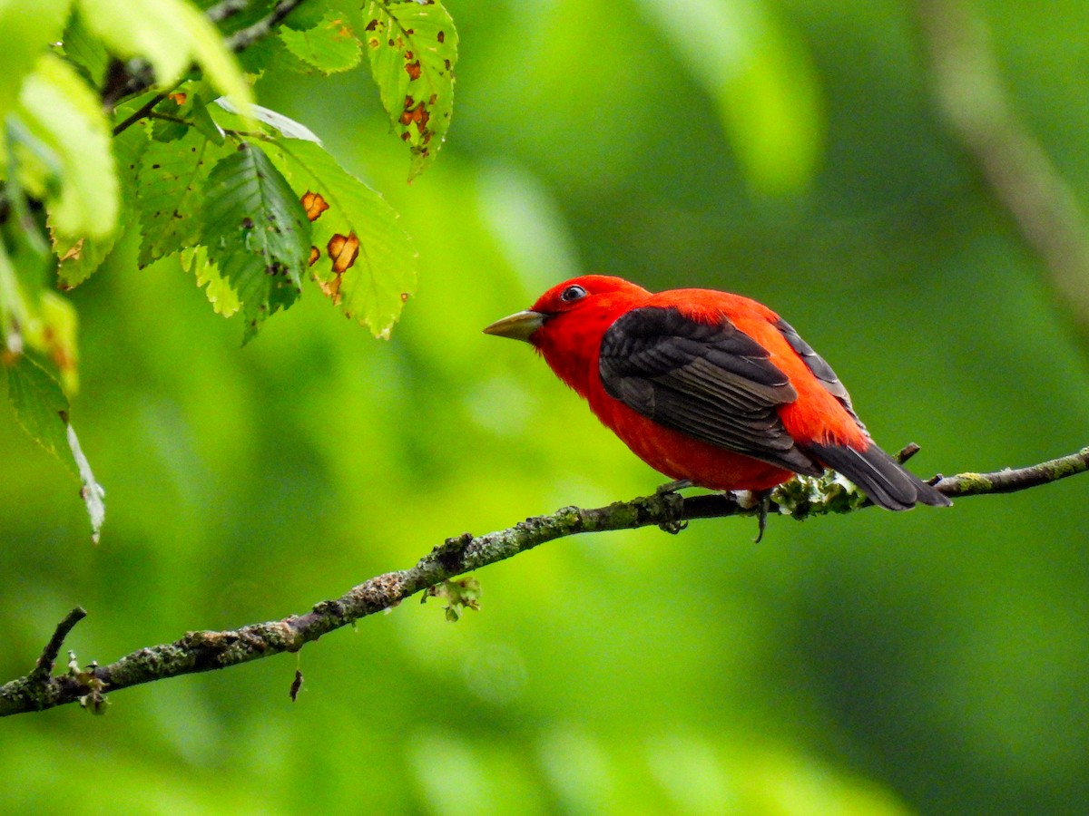 Scarlet Tanager - ML618376693