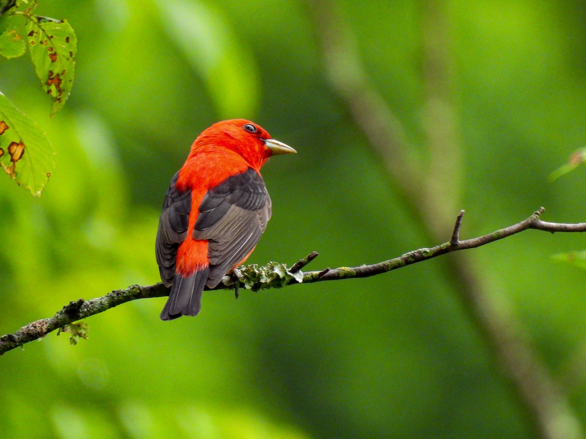 Scarlet Tanager - ML618376694