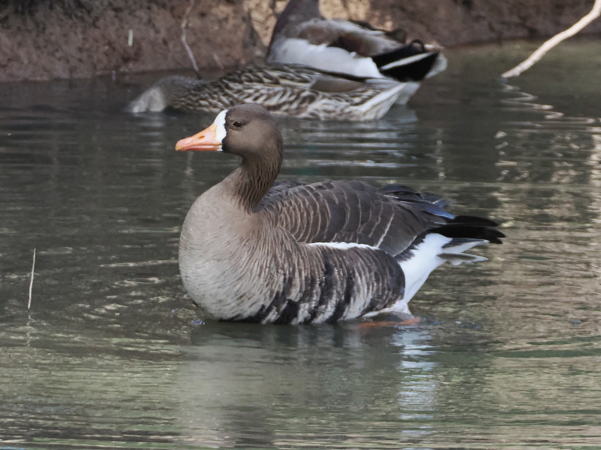 Greater White-fronted Goose - ML618376701