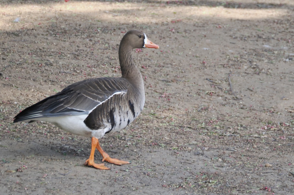 Greater White-fronted Goose - ML618376707
