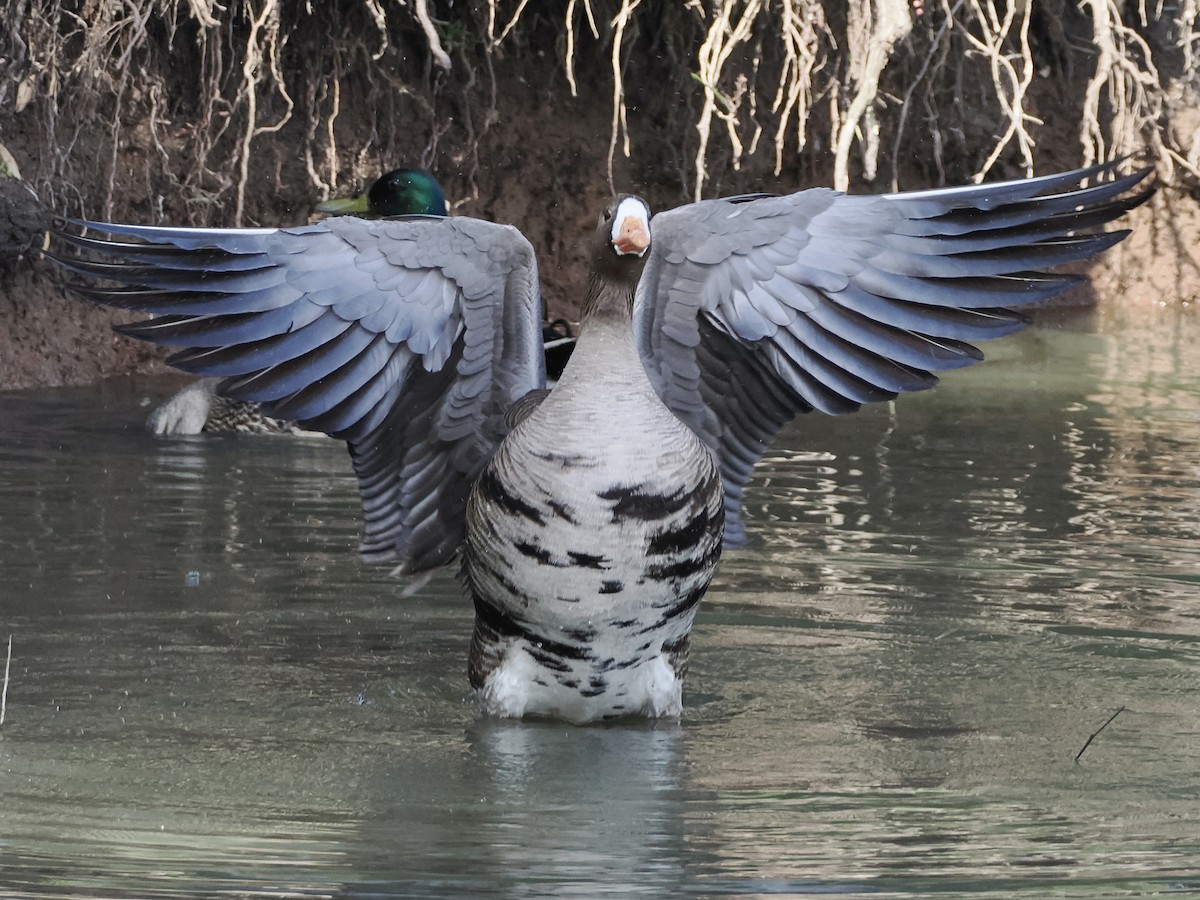 Greater White-fronted Goose - ML618376708