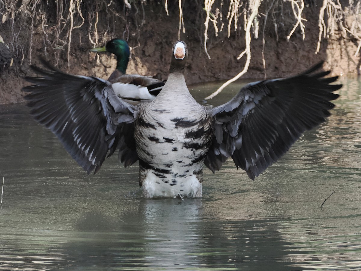 Greater White-fronted Goose - ML618376709