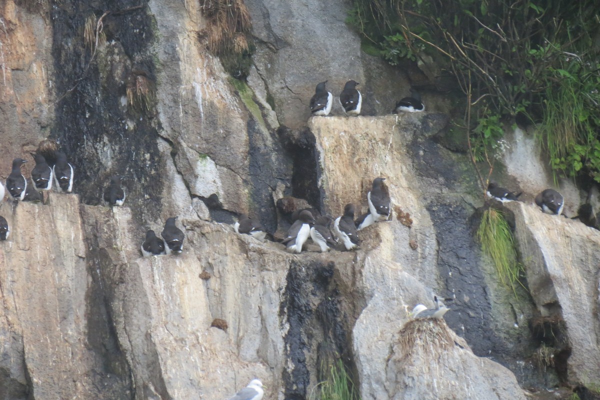 Thick-billed Murre - ML618376731