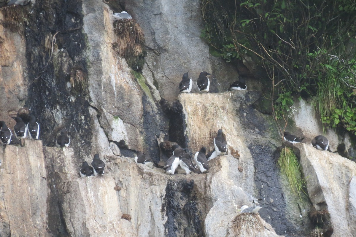 Thick-billed Murre - ML618376733