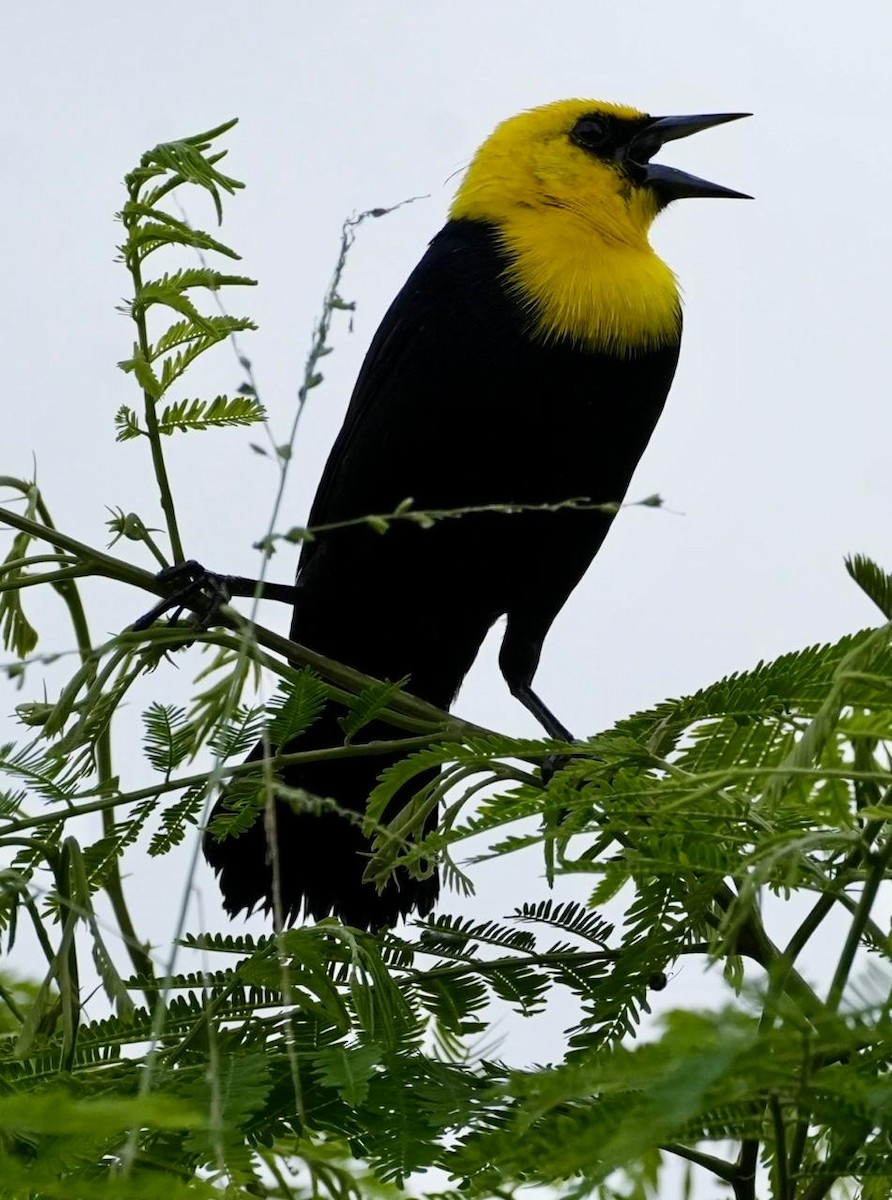 Yellow-hooded Blackbird - ML618376736