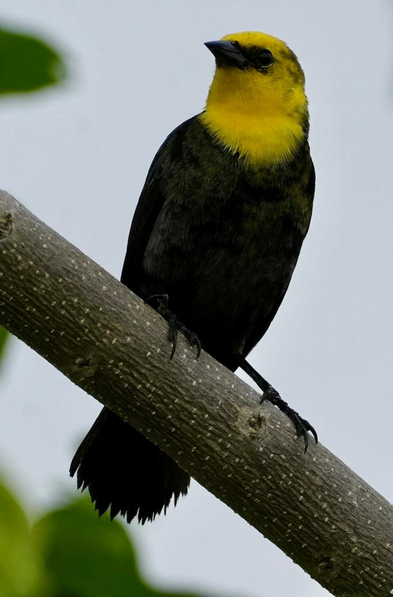 Yellow-hooded Blackbird - ML618376737