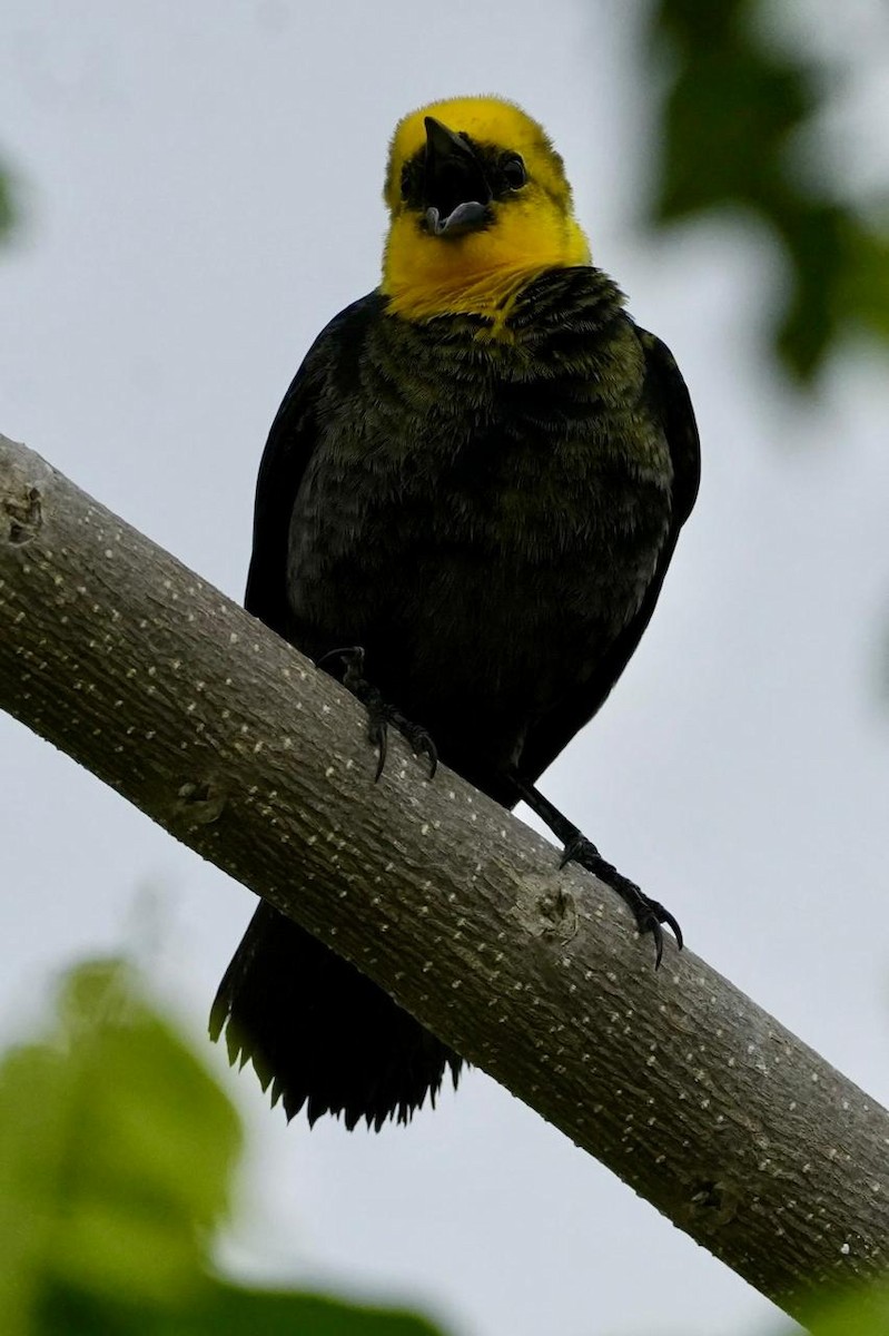 Yellow-hooded Blackbird - ML618376738