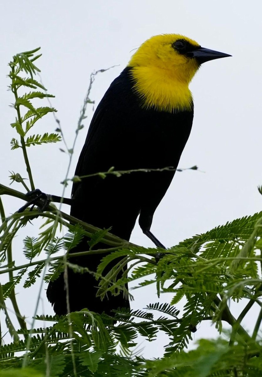 Yellow-hooded Blackbird - ML618376739