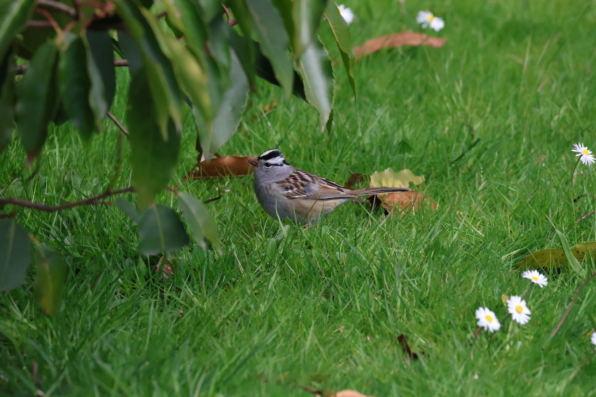 White-crowned Sparrow (pugetensis) - ML618376743