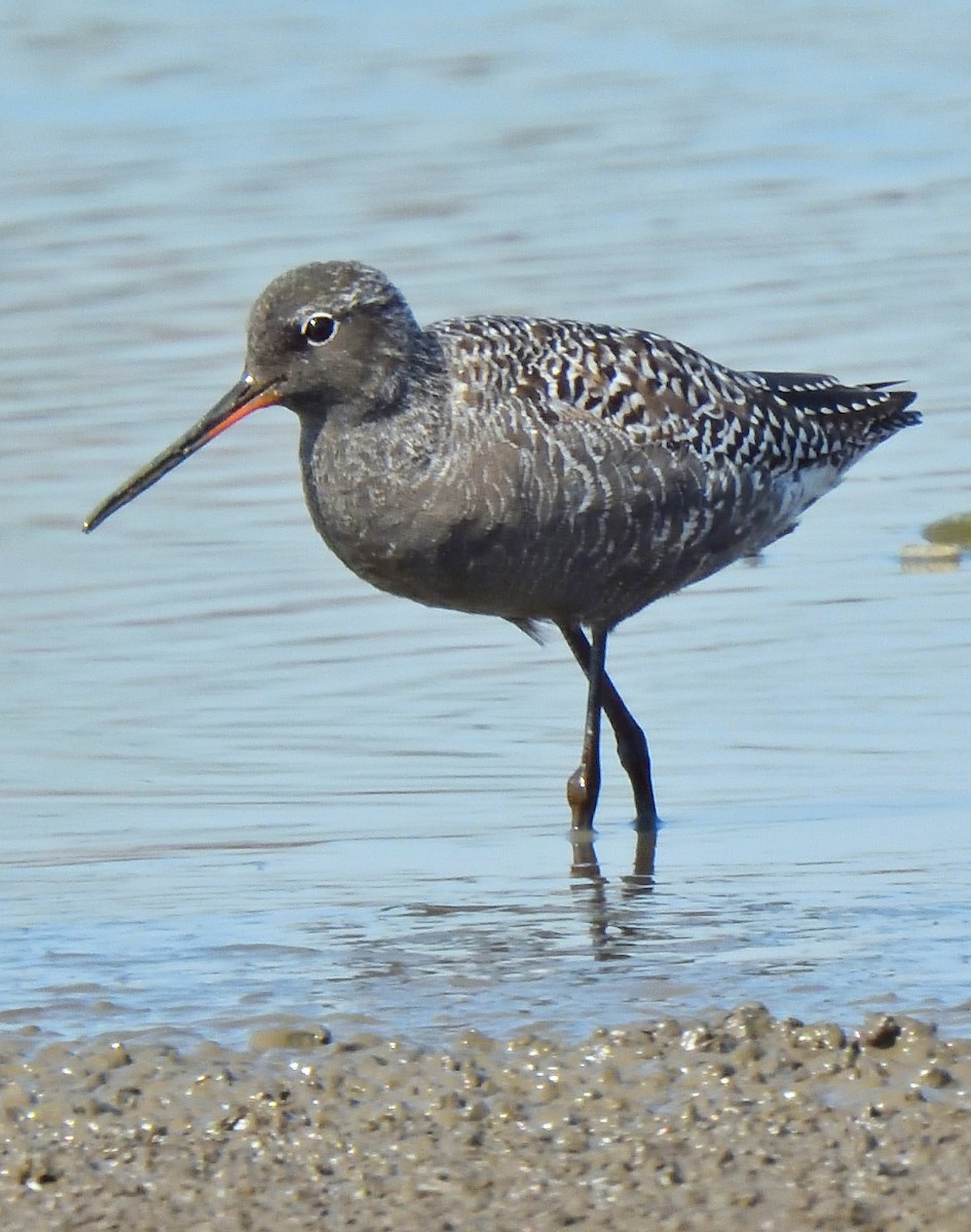 Spotted Redshank - ML618376767