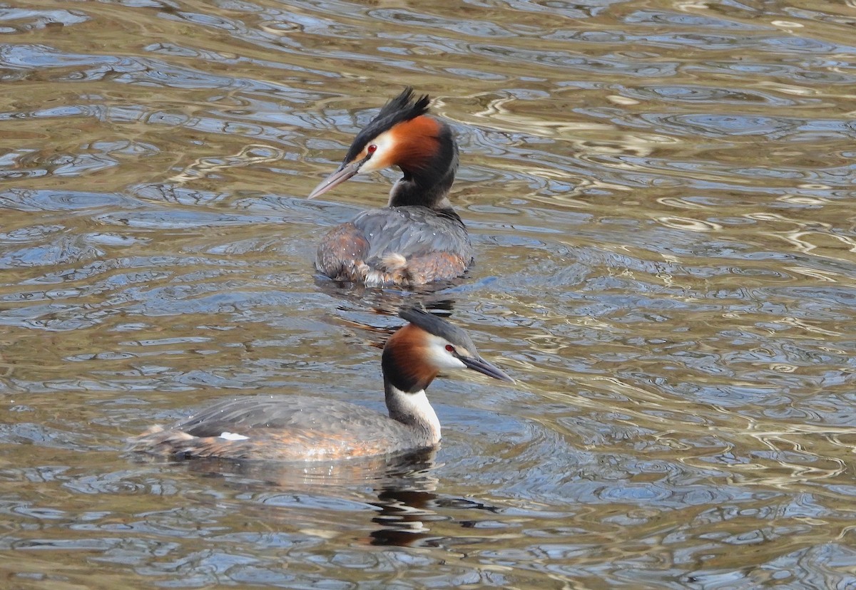 Great Crested Grebe - ML618376786