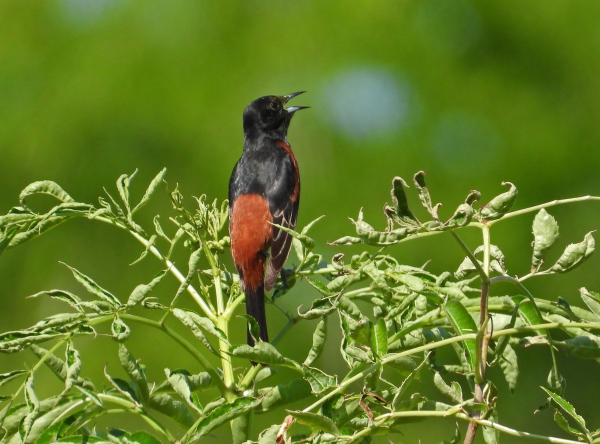 Orchard Oriole - ML618376850