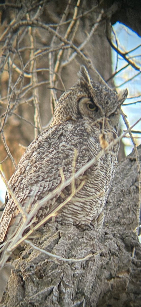 Great Horned Owl - ML618376873