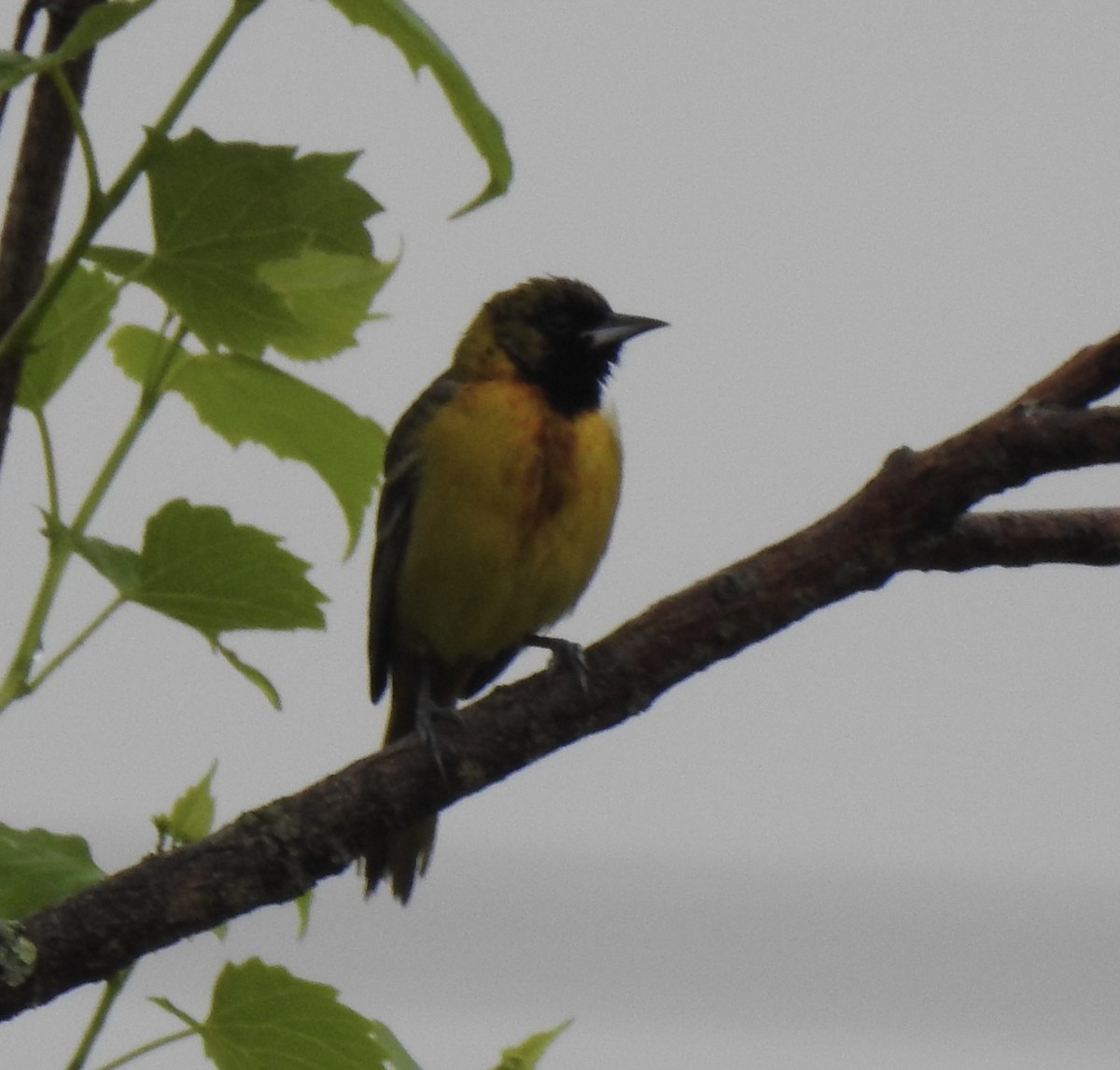 Orchard Oriole - ML618376910
