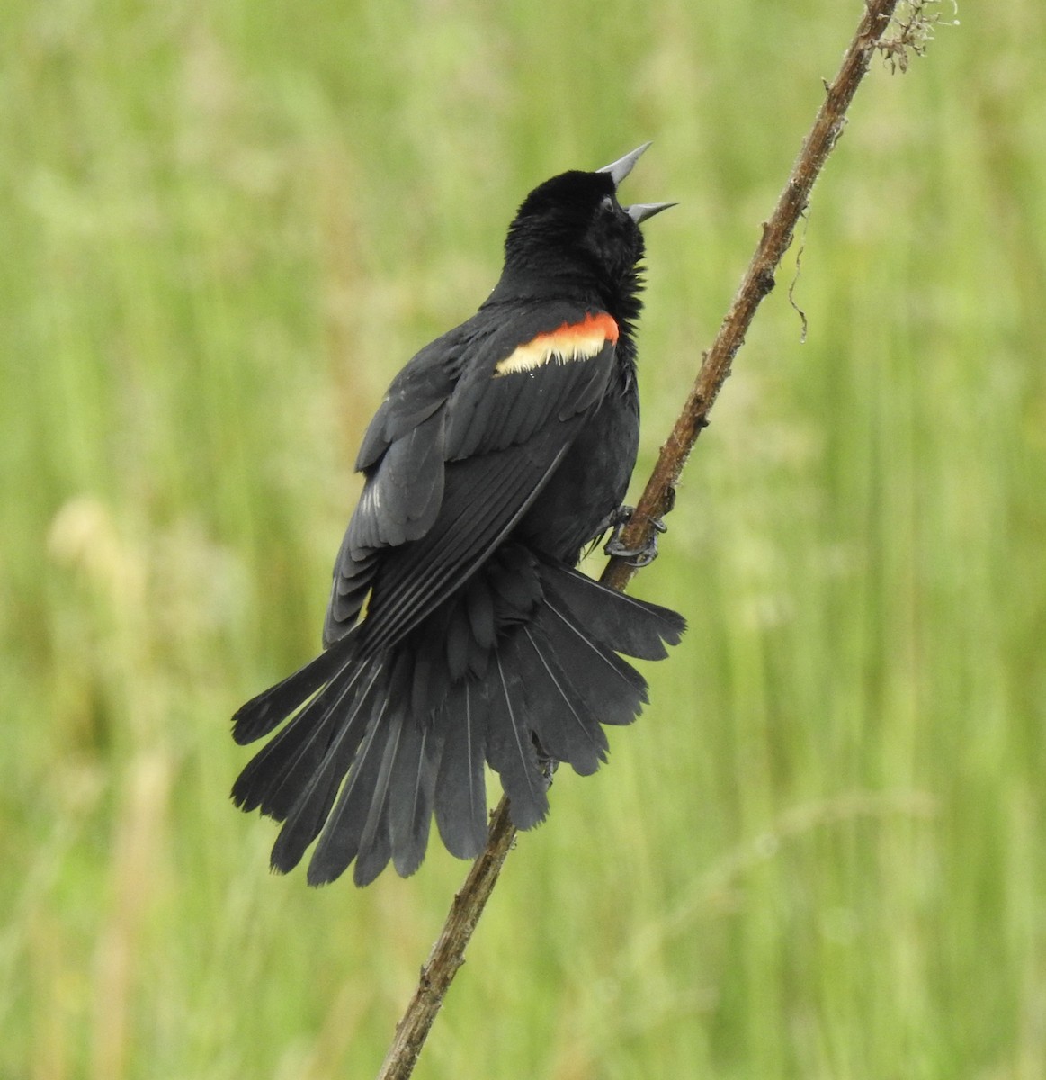 Red-winged Blackbird - ML618376917