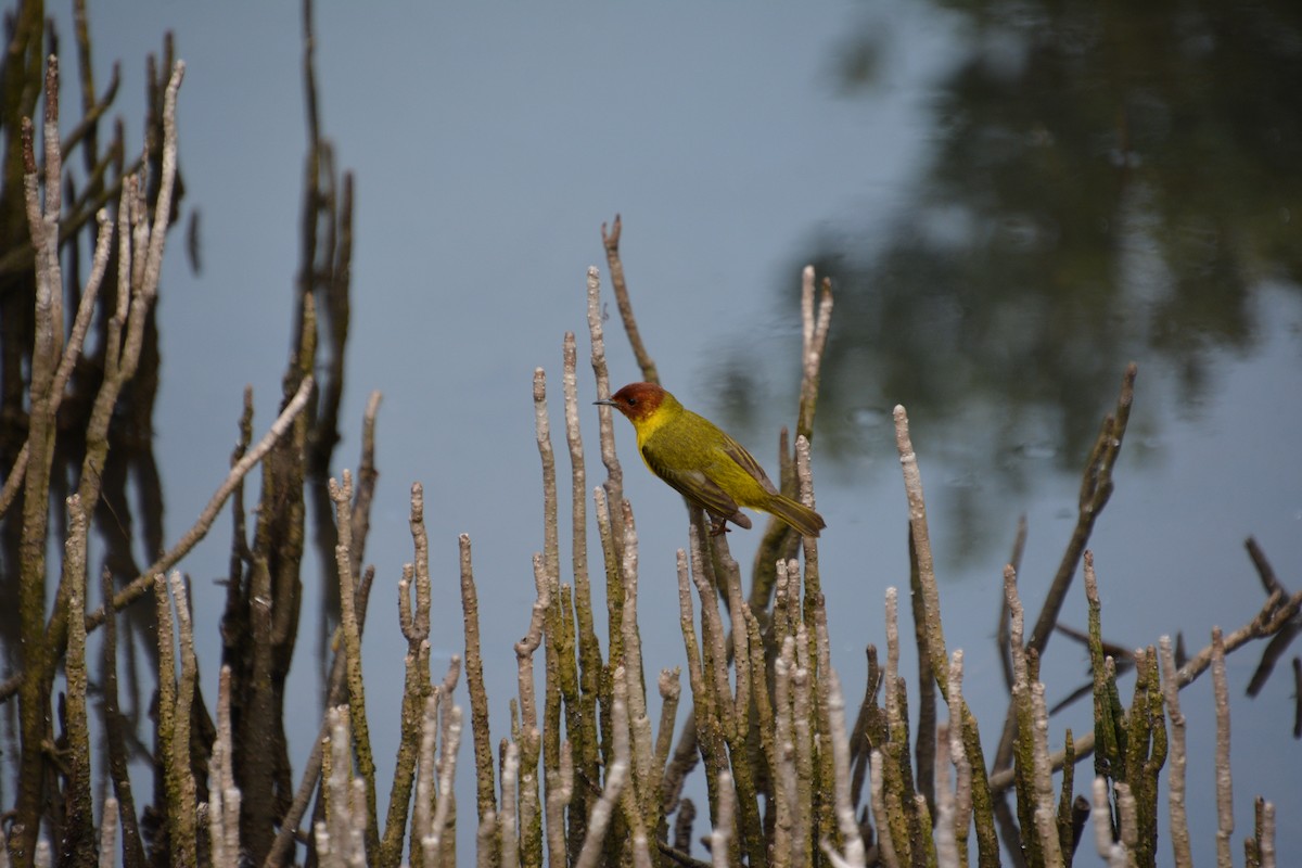 Yellow Warbler (Mangrove) - ML618376942